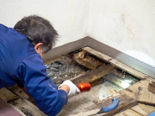 Trusted Glen Rock, NJ Mold Remediation Experts