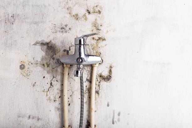 Best Emergency Mold Remediation in Glen Rock, NJ