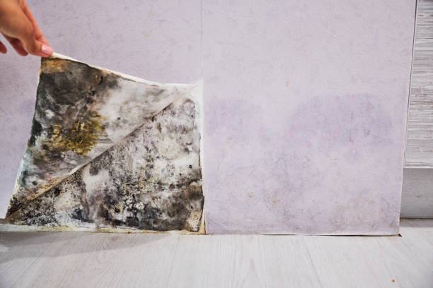 Best White Mold Remediation in Glen Rock, NJ